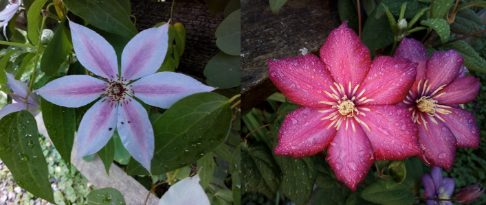 [Two photos spliced together. On the left is a single fully-opened bloom with six white petals and each has a wide purple center stripe. The center of the bloom has long thin purple stamen emanting from a puffy white center. On the right are two reddish-purple blooms. One bloom is behind and the to the right side of the bloom centered in the image. The center of the blooms have thick yellow stamen. The outer-most ones fan out flat against the petals while the inner ones stick together and straight out from the center. Both blooms have visible dew drops on them.]